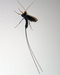 Wasp with HUGE stinger