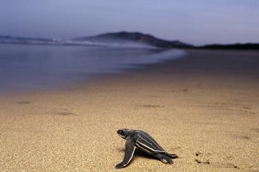 Turtle Type