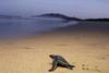 Turtle Type
