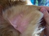 Golden Retriever Swollen Ear