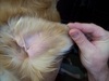 Golden Retriever Swollen Ear