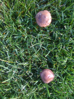 mushrooms in the lawn
