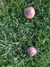 mushrooms in the lawn