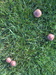 mushrooms in the lawn