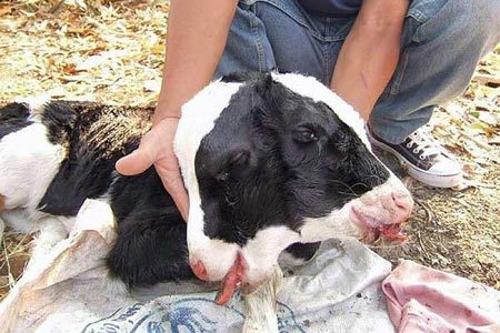 Two Headed Cow