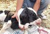 Two Headed Cow