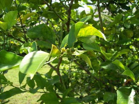 Harvey Lemon Tree
