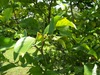 Harvey Lemon Tree