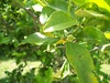 Harvey Lemon Tree