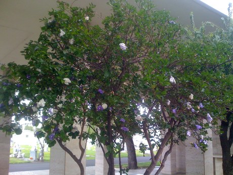 Name of this plant?
