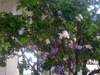 Name of this plant?