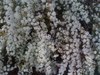 what plant is this?