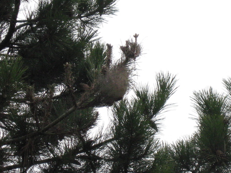 Weird Nest, what animal live in it?