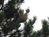 Weird Nest, what animal live in it?