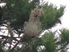Weird Nest, what animal live in it?