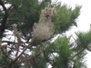 Weird Nest, what animal live in it?