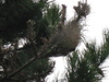 Weird Nest, what animal live in it?