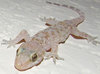 Lizard - What Type?