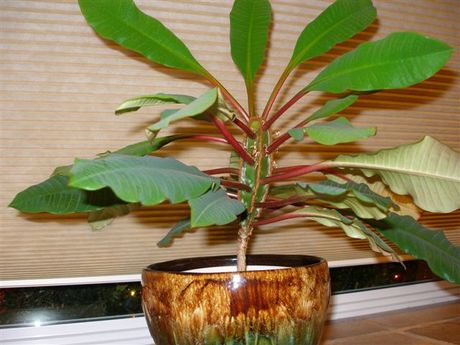 HOUSE PLANT