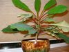 HOUSE PLANT