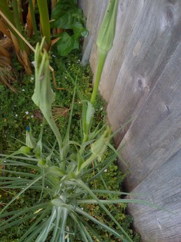 weed?
