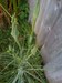 weed?
