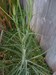 weed?