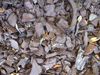 Question on Rubber Mulch