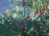 aphids