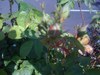 aphids