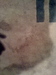 Removing stain from wool carpet