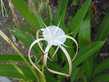 Beautiful white beach flower