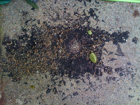 Roofing tar on patio