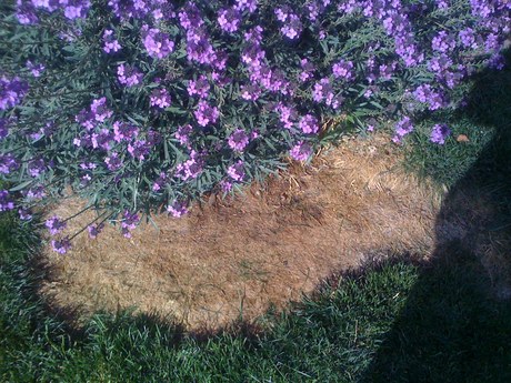 stop dog from peeing on lawn