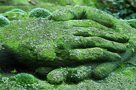 what type of moss is this?