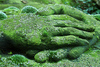 what type of moss is this?