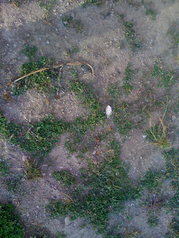 killing weeds in yard