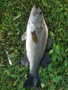 FISH