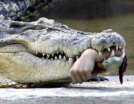 Alligator Bite