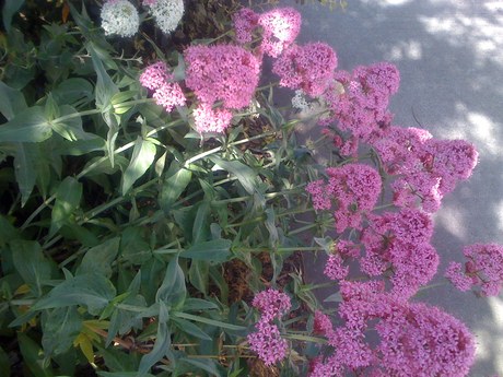what flower is this
