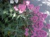 what flower is this
