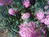 what flower is this