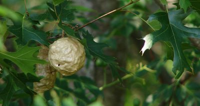 wasp nest?
