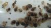 bed bugs