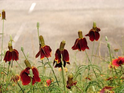 flower type