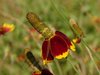 flower type