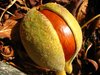Seed?