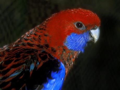 bird
