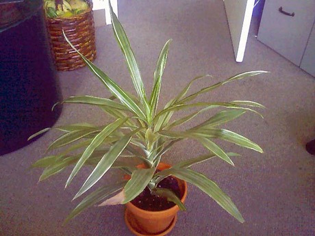 Name this plant