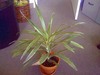 Name this plant